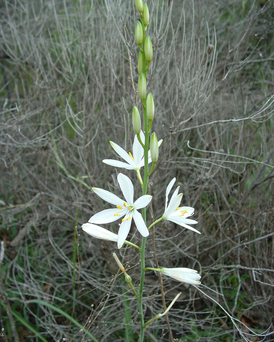 Anthaxia hungarica, Tettigonia sp.